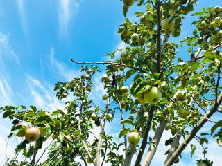 康斯特的果子熟啦！